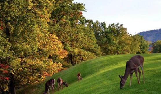 朱元璋到农家避雨，后来赐农夫“牧马千户”