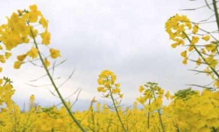 一匹老马救人性命，春秋故事，老马识途！