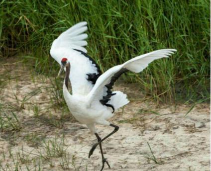 古代鹤顶红很厉害吗 威力真的有传说中的那么大吗