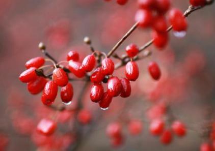 在辣椒没有传入之前 古人都不吃辣吗