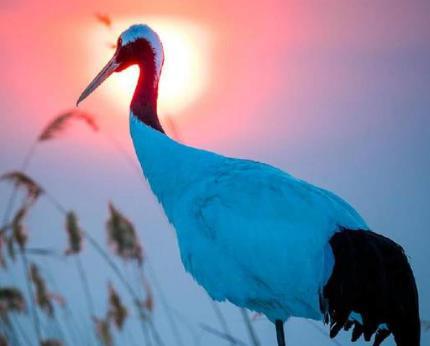 古代鹤顶红厉害吗 它的毒性到底有多大呢