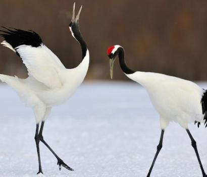 古代鹤顶红厉害吗 它的毒性到底有多大呢