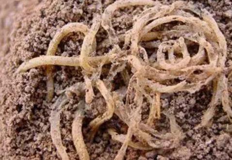 古代人都吃什么