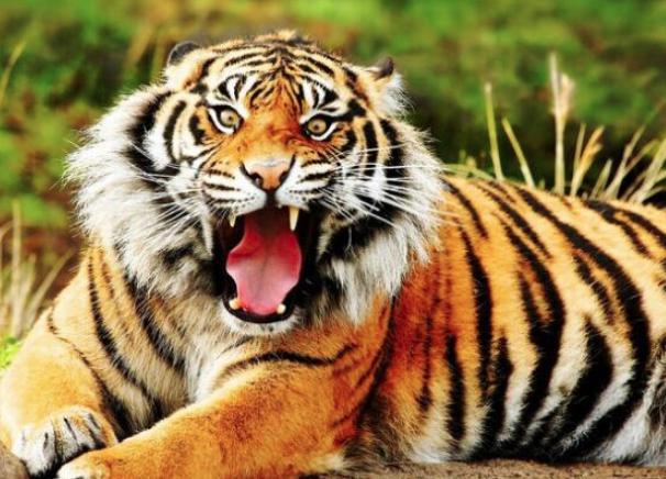 隋太祖杨忠年轻时曾打死的“揜于”是什么动物