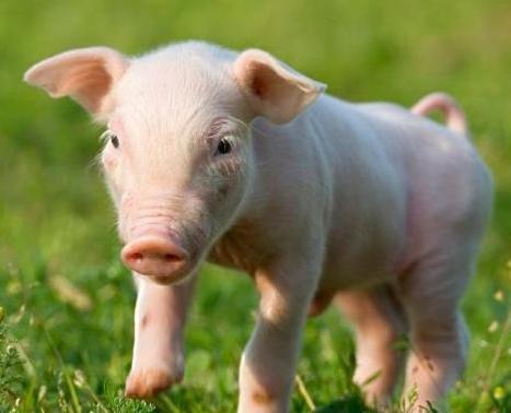 明朝皇帝为何不让百姓吃猪肉 究竟是什么原因导致的