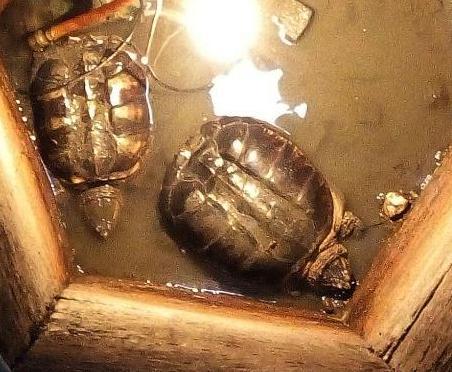 古人为何会在井中放两只乌龟在里面呢 这么做的意义是什么呢