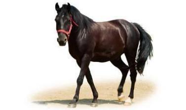 为3000匹马大动干戈,汉武帝决策遭质疑