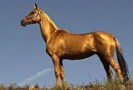 为3000匹马大动干戈,汉武帝决策遭质疑