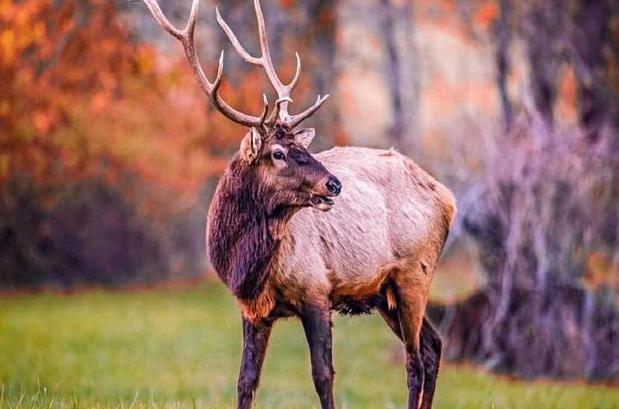 此人不用一兵一卒就,三年时间只买鹿,就将一个国家搞垮?