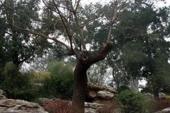 朱元璋不用一粒粟就能养兵百万，崇祯却没钱发军饷