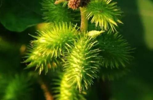 太监是个高危职业!晚上伺候嫔妃鞋子里竟然还要放东西?