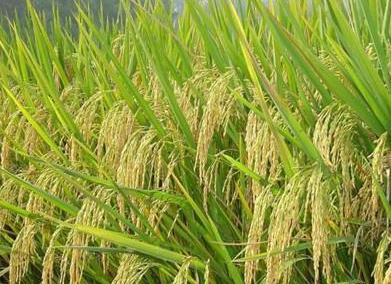 古人的主食都吃什么 每个时代主食都各不相同