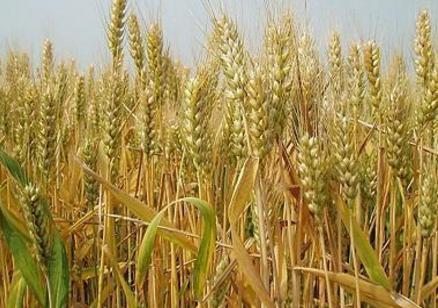 古人的主食都吃什么 每个时代主食都各不相同