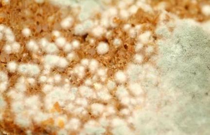 维多利亚时代的生活是什么样子的 有关记载又是什么样的