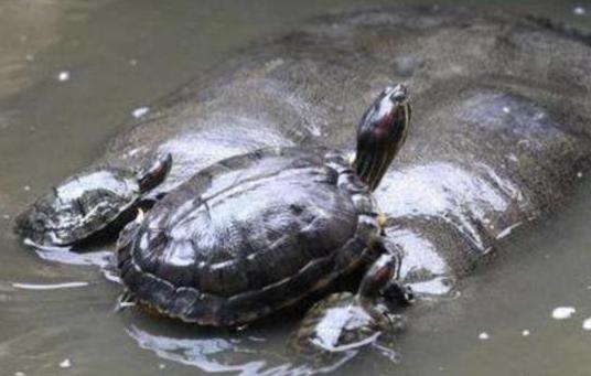 郑灵公真的是因为一碗甲鱼汤而被杀的吗