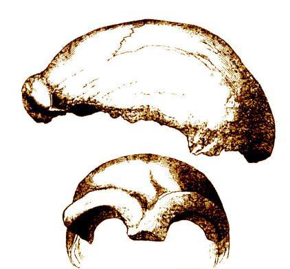 尼安德特人:现代欧洲人祖先的近亲,因其化石发现于德国尼安德特山谷而得名