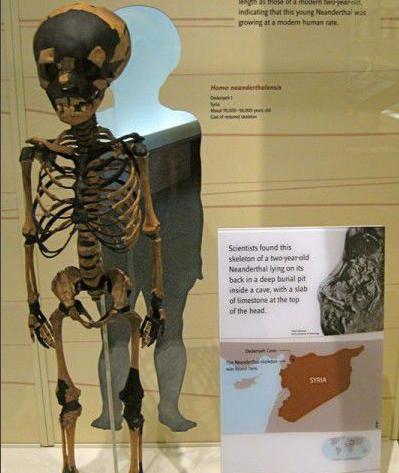 尼安德特人:现代欧洲人祖先的近亲,因其化石发现于德国尼安德特山谷而得名