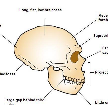 尼安德特人:现代欧洲人祖先的近亲,因其化石发现于德国尼安德特山谷而得名