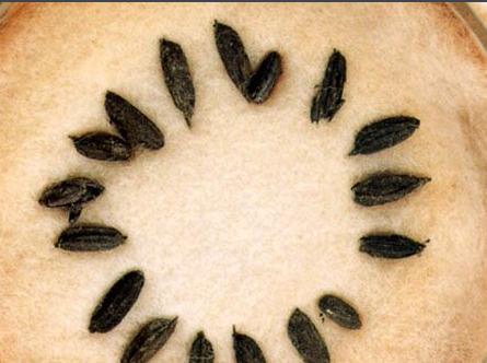 河姆渡文化主要分布在哪些地区