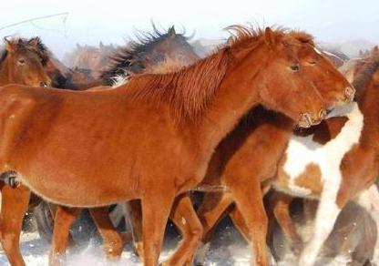 蒙古骑兵的伙食到底是什么样的 他们都吃些什么