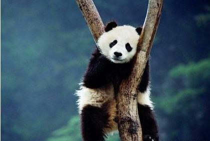 黄帝的坐骑是龙 那么他的对手真的是骑熊猫吗