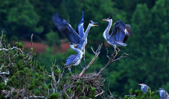 秦始皇的祖先：帮舜帝驯服鸟兽，助大禹治水