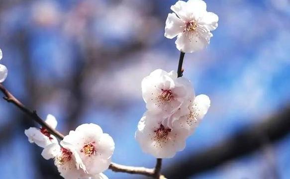 奥莉娅娜·法拉奇:一位向往自由与和平的女作家