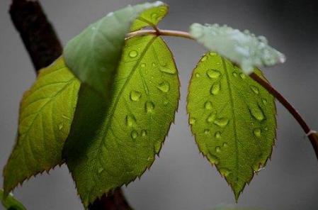 古代“甘露”堪称神物！那么古代皇帝想吃的“甘露”究竟是什么