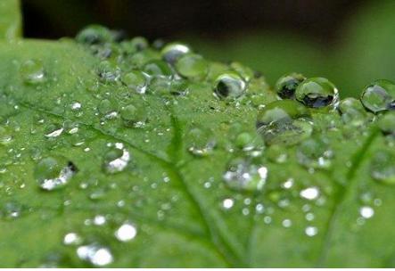 古代“甘露”堪称神物！那么古代皇帝想吃的“甘露”究竟是什么