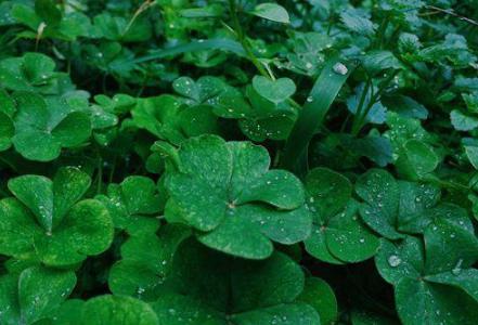 古代“甘露”堪称神物！那么古代皇帝想吃的“甘露”究竟是什么