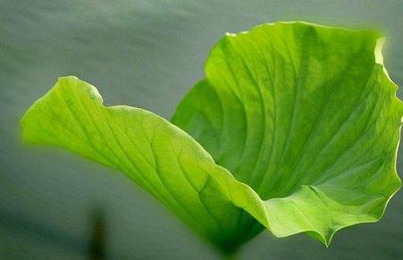 古代“甘露”堪称神物！那么古代皇帝想吃的“甘露”究竟是什么