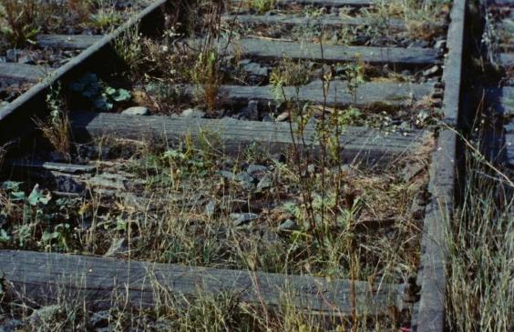 保罗&middot;策兰是犹太人吗