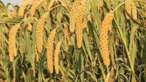 两千多年前，春秋战国时期的人们吃什么主食