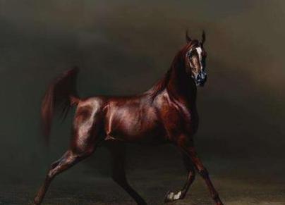 中国古时候的马一天能跑多少里地呢 日行千里可能吗