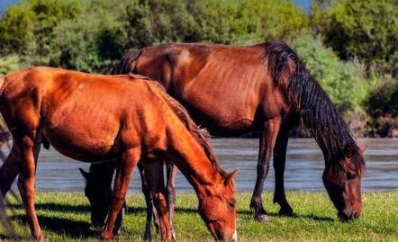 中国古时候的马一天能跑多少里地呢 日行千里可能吗