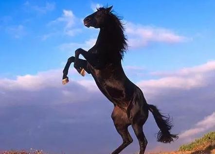 中国古时候的马一天能跑多少里地呢 日行千里可能吗