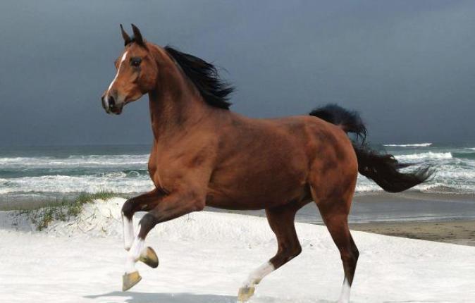 北宋为何严重缺马