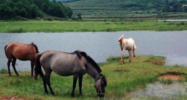 北宋为何严重缺马