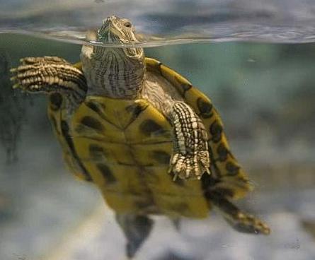 古代水井中为何会放乌龟呢 这乌龟到底是用来干嘛的