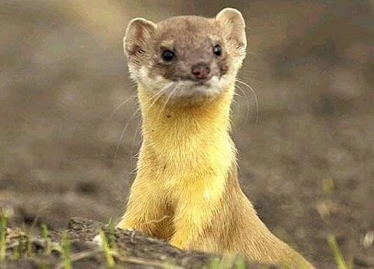 古代女子避孕十大酷刑 下体楔入鸦片