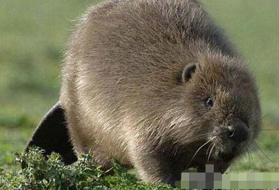 古代女子避孕十大酷刑 下体楔入鸦片