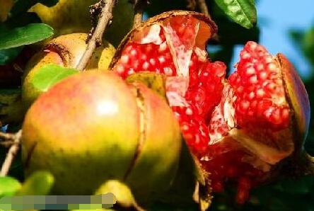 古代女子避孕十大酷刑 下体楔入鸦片