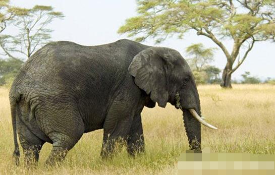 古代女子避孕十大酷刑 下体楔入鸦片