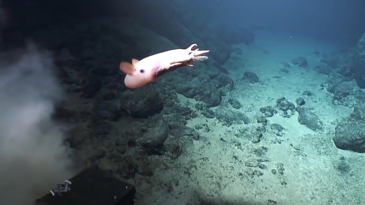 世上罕见的小生物 你有见过吗