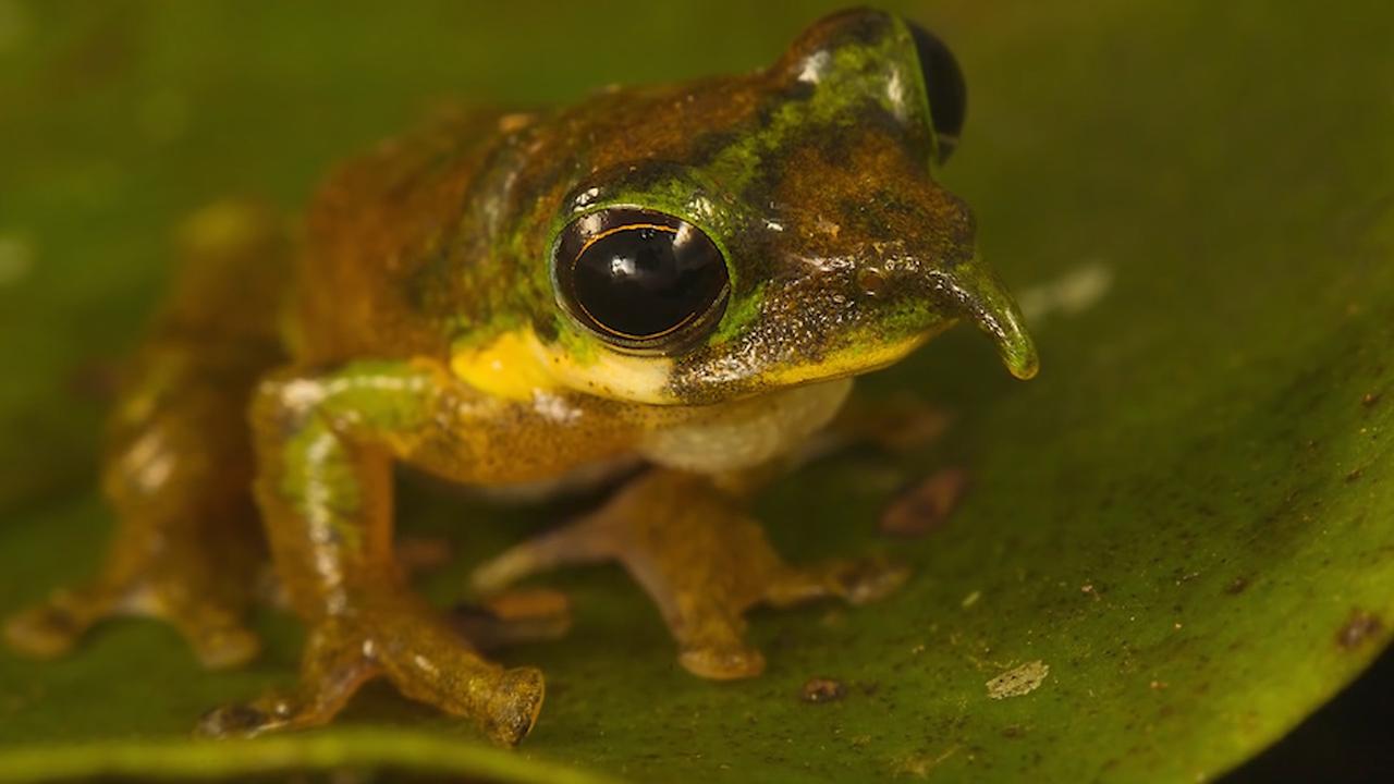 世上罕见的小生物 你有见过吗