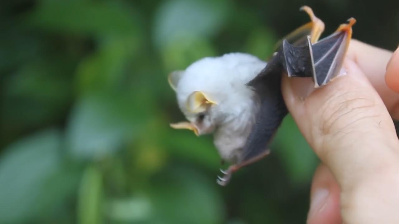 世上罕见的小生物 你有见过吗
