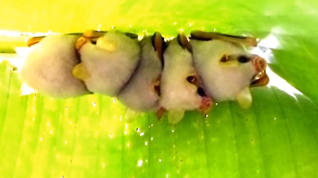 世上罕见的小生物 你有见过吗