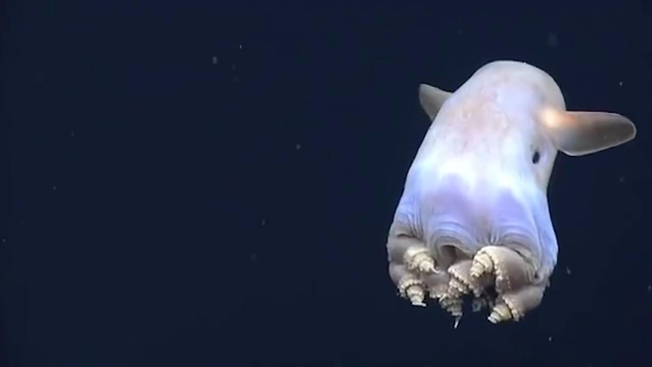 世上罕见的小生物 你有见过吗