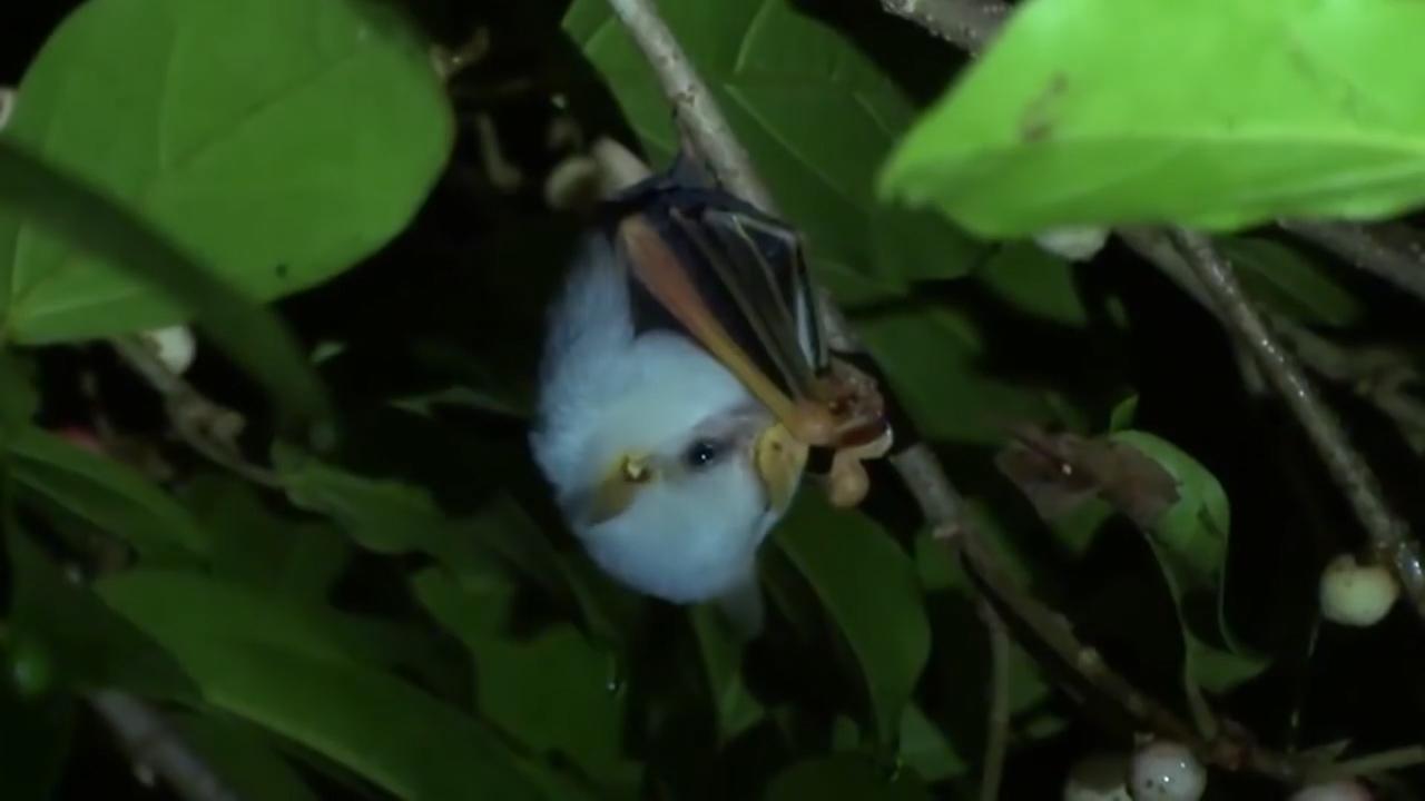 世上罕见的小生物 你有见过吗