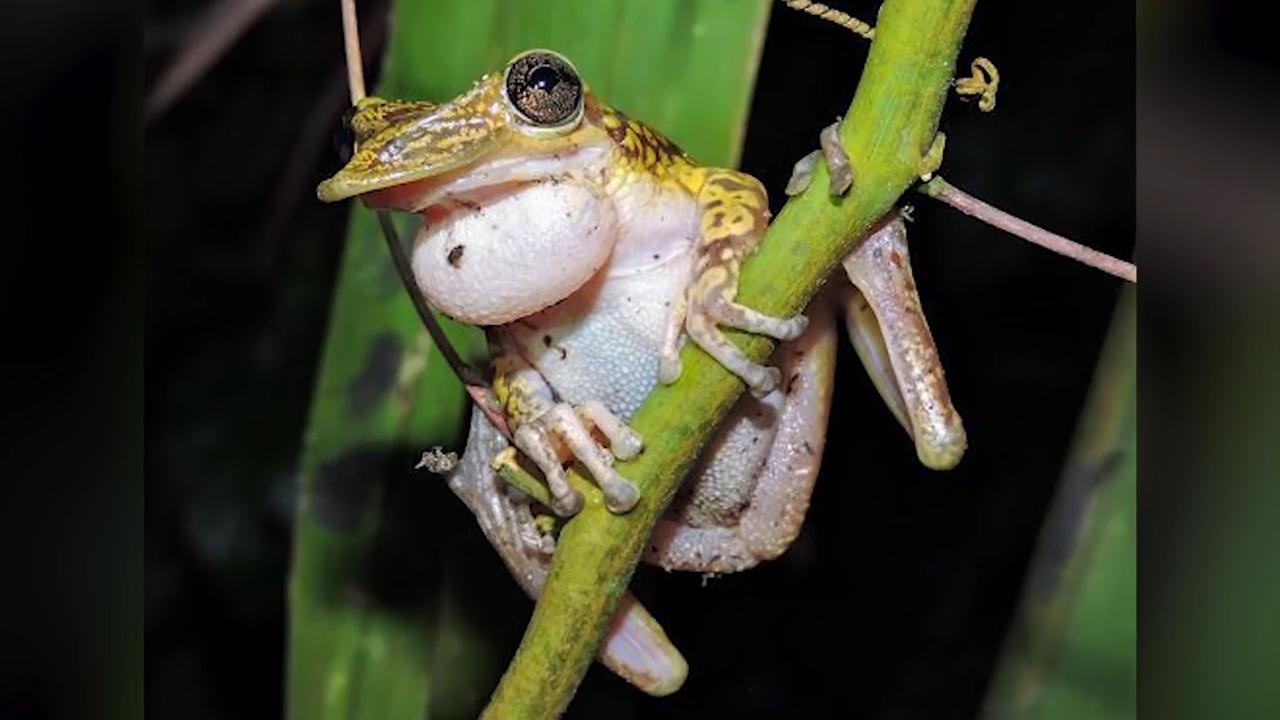 世上罕见的小生物 你有见过吗